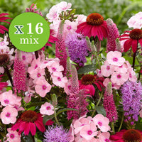 16x Vaste planten - Mix 'Colours & Bees' roze-paars - Bare rooted - Winterhard - Vaste planten