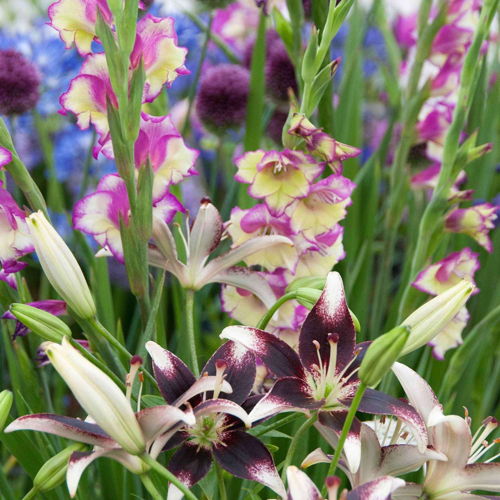 12x Gladiool Gladiolus 'Flevo Laguna' + 3x Lelie lilium 'Curitiba' Gemengde kleuren - Alle bloembollen