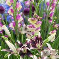 12x Gladiool Gladiolus 'Flevo Laguna' + 3x Lelie lilium 'Curitiba' Gemengde kleuren - Bloembollen