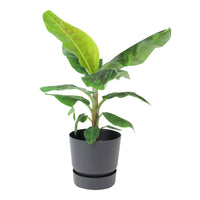 Bananenplant Musa 'Cavendish' incl. sierpot zwart - Grote kamerplanten