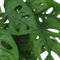 Gatenplant Monstera 'Monkey Leaf' incl. sierpot  - Hangplant - Groene kamerplanten