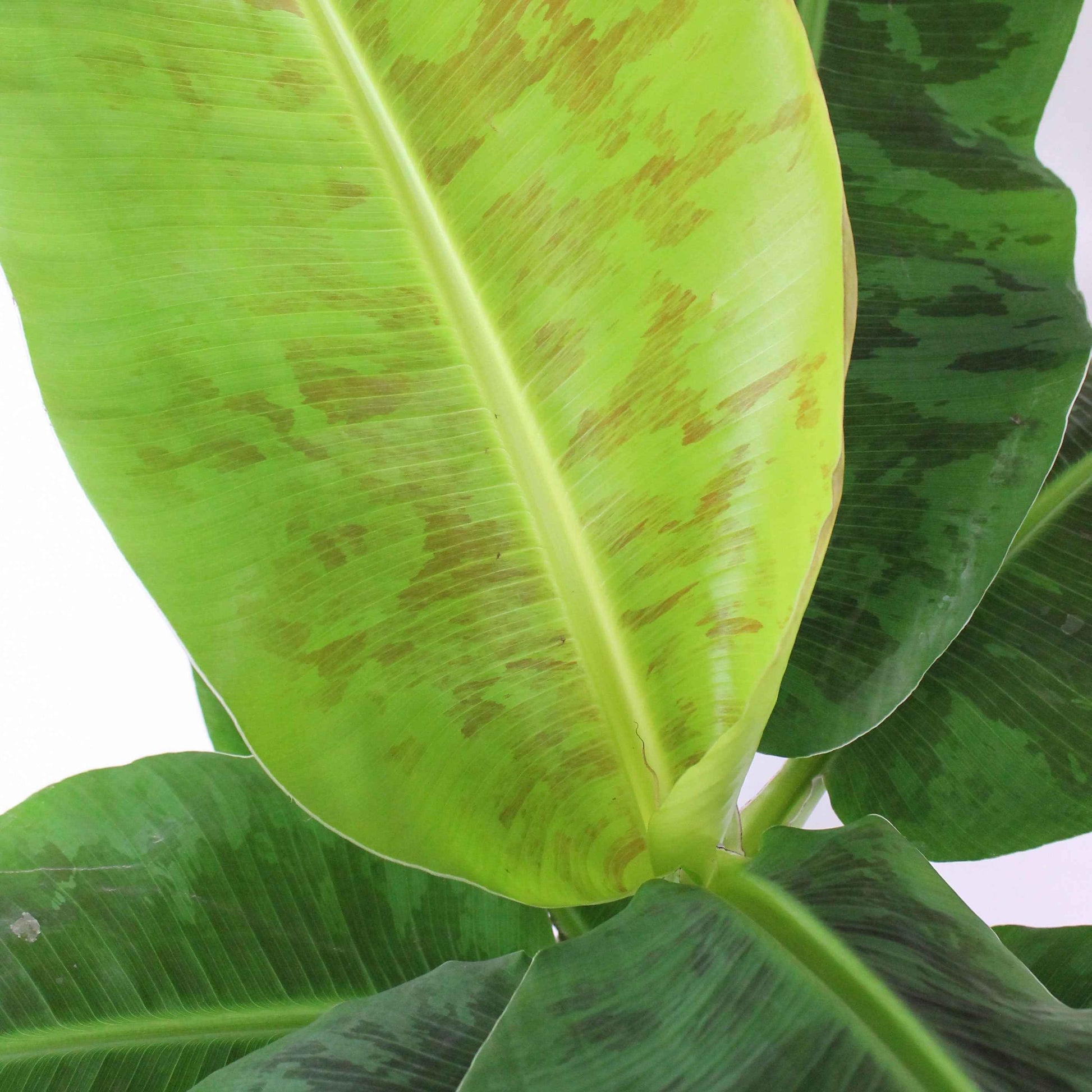Bananenplant Musa 'Cavendish' incl. sierpot - Binnenplant in pot cadeau