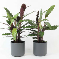 2x Bidplant Calathea 'Wavestar' incl. sierpot - Binnenplanten in sierpot