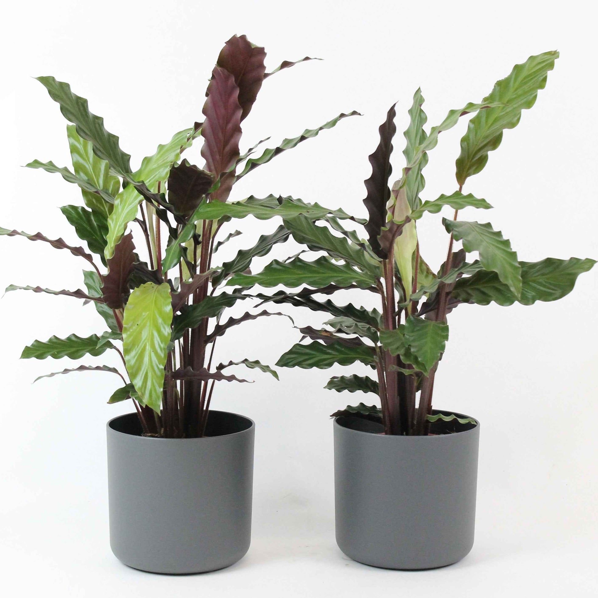 2x Bidplant Calathea 'Wavestar' incl. sierpot - Binnenplanten in sierpot