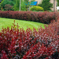 3x Japanse zuurbes 'Admiration' rood - Winterhard - Winterharde planten