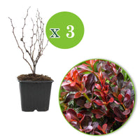3x Japanse zuurbes 'Admiration' rood - Winterhard - Plant eigenschap