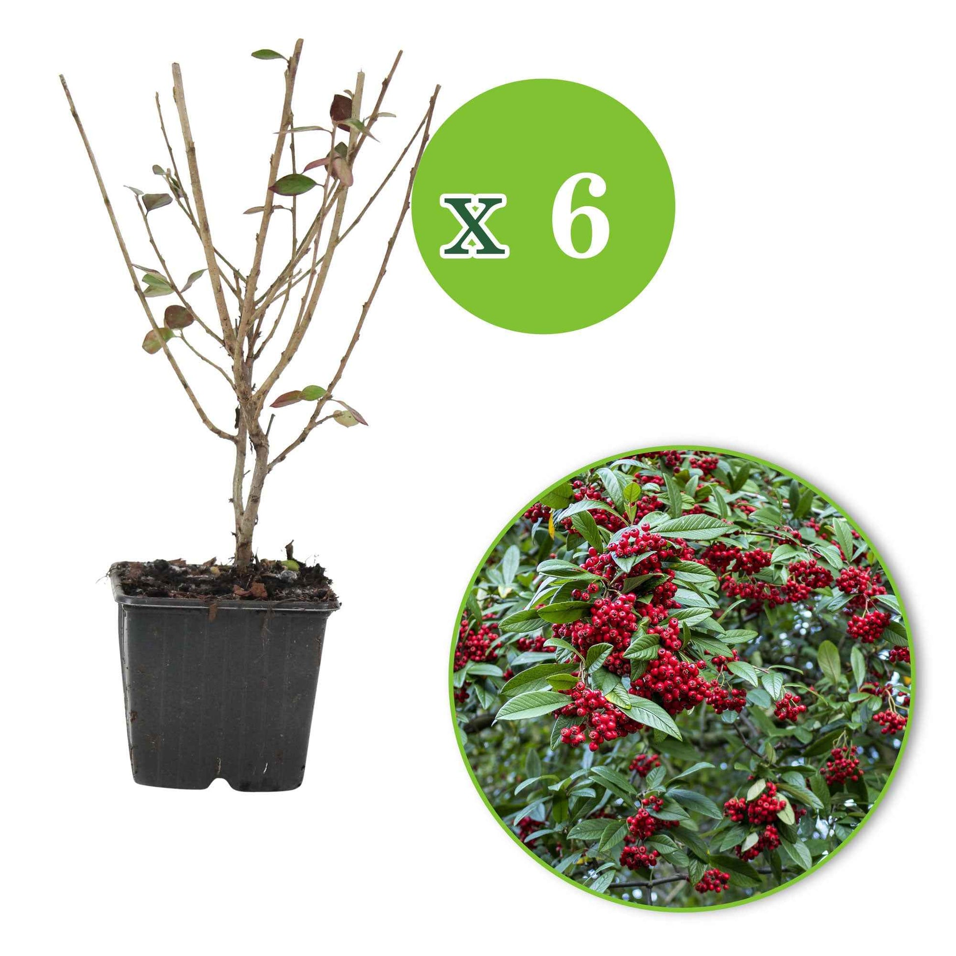 6x Cotoneaster simonsii - Winterhard - Plant eigenschap