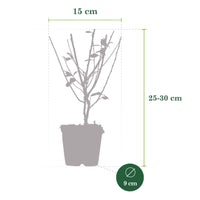 6x Cotoneaster simonsii - Winterhard - Winterharde planten