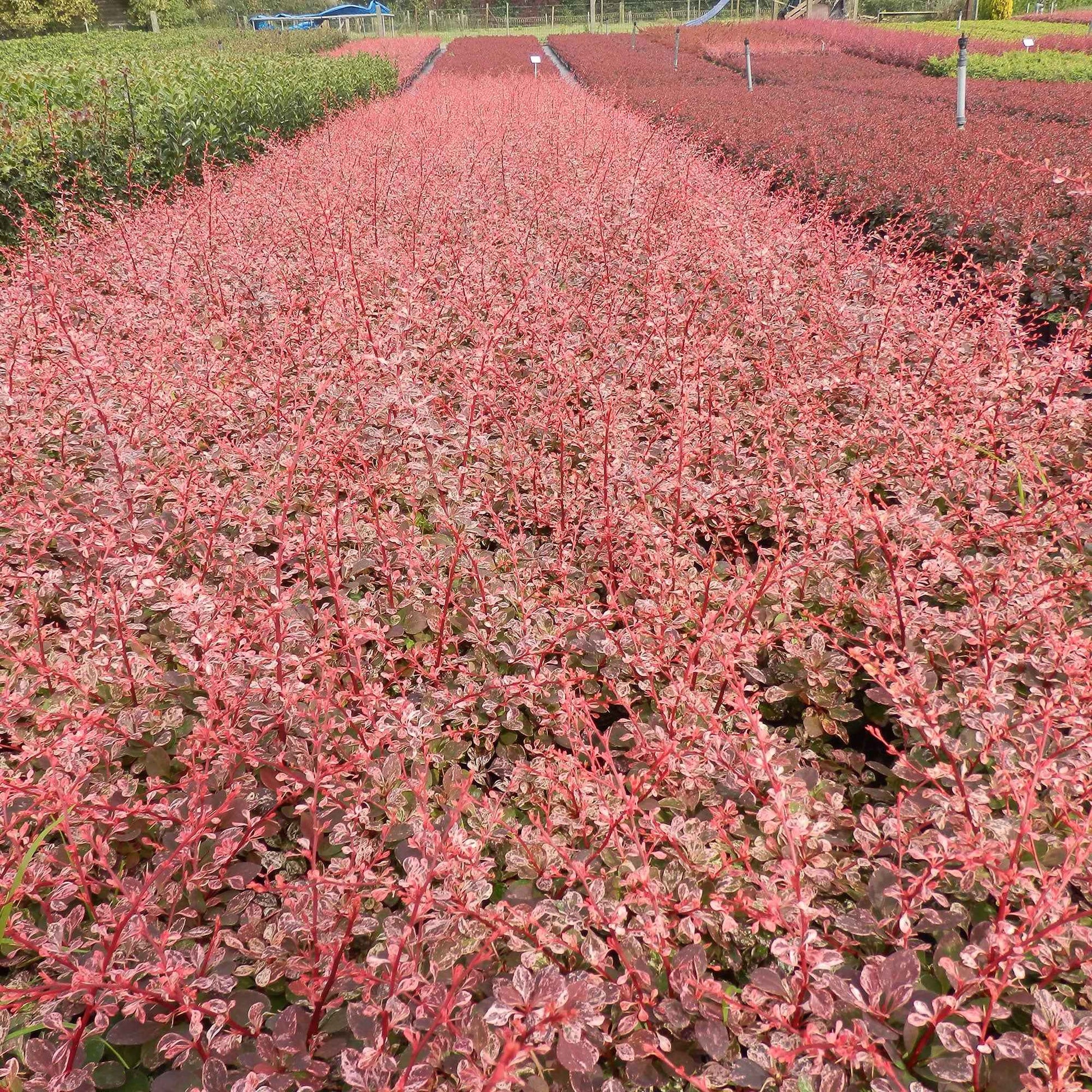 3x Japanse zuurbes 'Natasza' roze - Winterhard - Winterharde planten