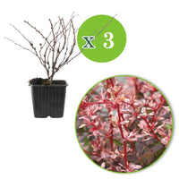 3x Japanse zuurbes 'Natasza' roze - Winterhard - Plant eigenschap