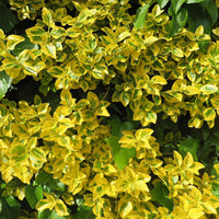 6-pack - bodembedekkers - Kardinaalsmuts 'Emerald Gold' geel - Winterhard - Plant eigenschap