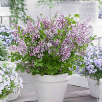 Dwergsering 'Flowerfesta Purple' paars - Winterhard - Tuinplanten