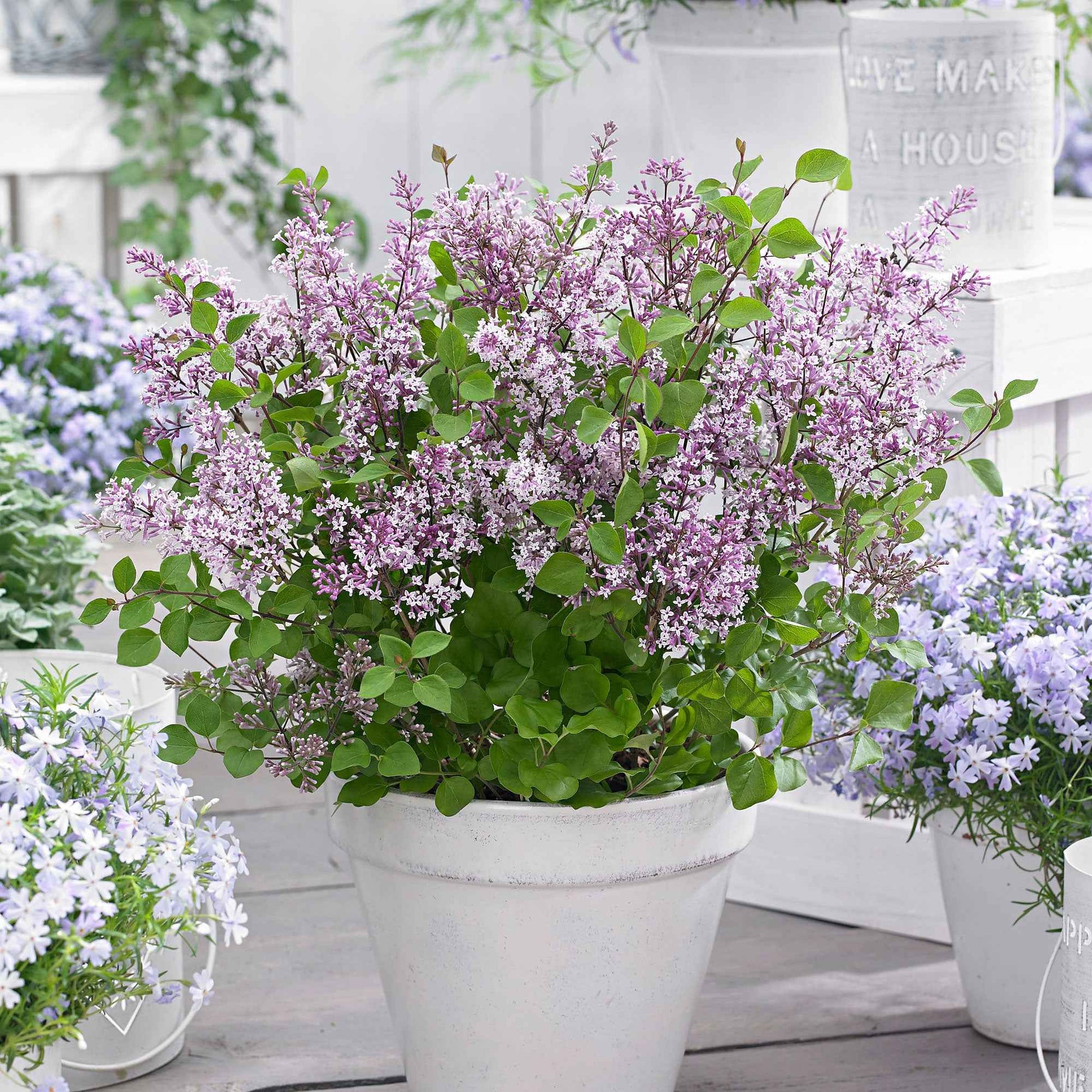 Dwergsering 'Flowerfesta Purple' paars - Winterhard - Tuinplanten