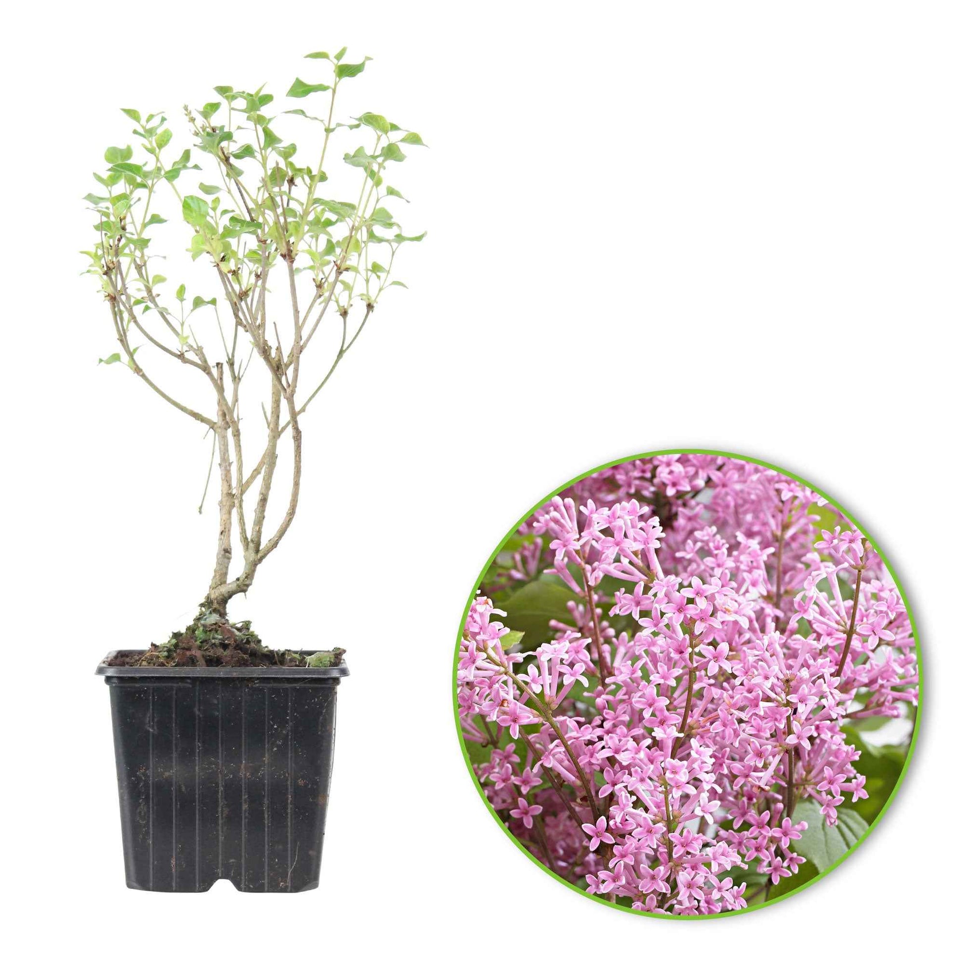 Dwergsering 'Flowerfesta Pink' roze - Winterhard - Bloeiende tuinplanten