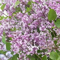 Dwergsering 'Flowerfesta Purple' paars - Winterhard - Heesters