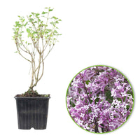 Dwergsering 'Flowerfesta Purple' paars - Winterhard - Bloeiende tuinplanten