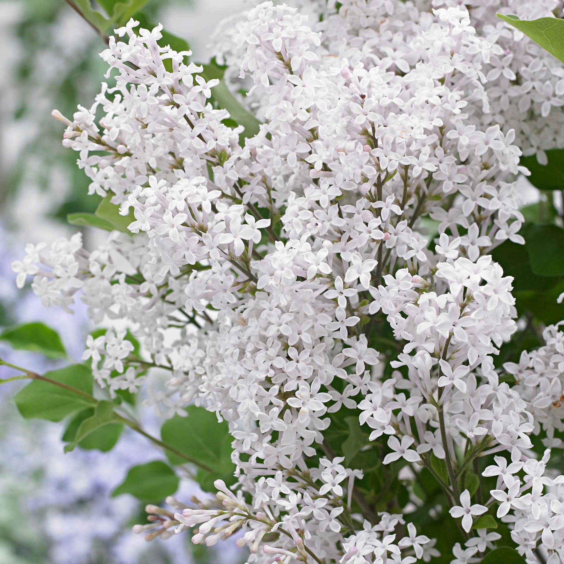 Dwergsering 'Flowerfesta White' wit - Winterhard - Bloeiende tuinplanten