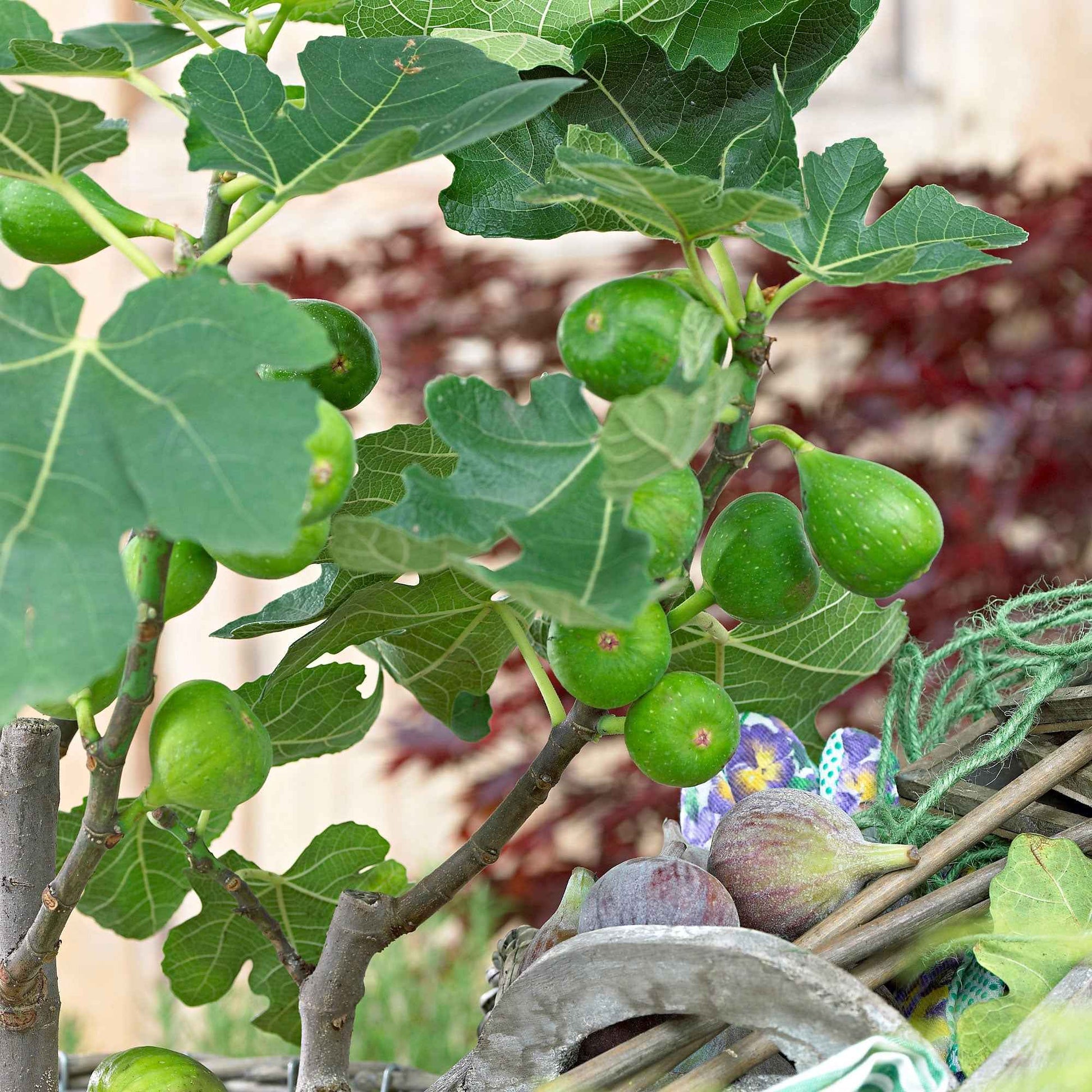 Vijg Ficus  carica Groen-Bruin - Winterhard - Biologisch fruit