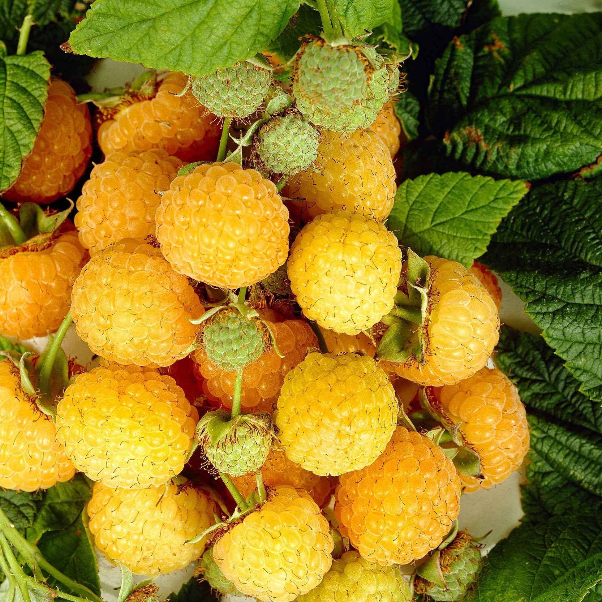Framboos Rubus 'Twotimer Sugana Yellow' Geel - Bio - Winterhard - Biologisch fruit
