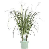 Graslelie Chlorophytum  'Starlight' wit-groen - Winterhard - Plant eigenschap