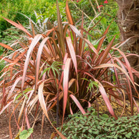 Nieuw Zeelands vlas Phormium 'Pink Flamingo' Roze-Groen - Winterhard - Alle vaste tuinplanten