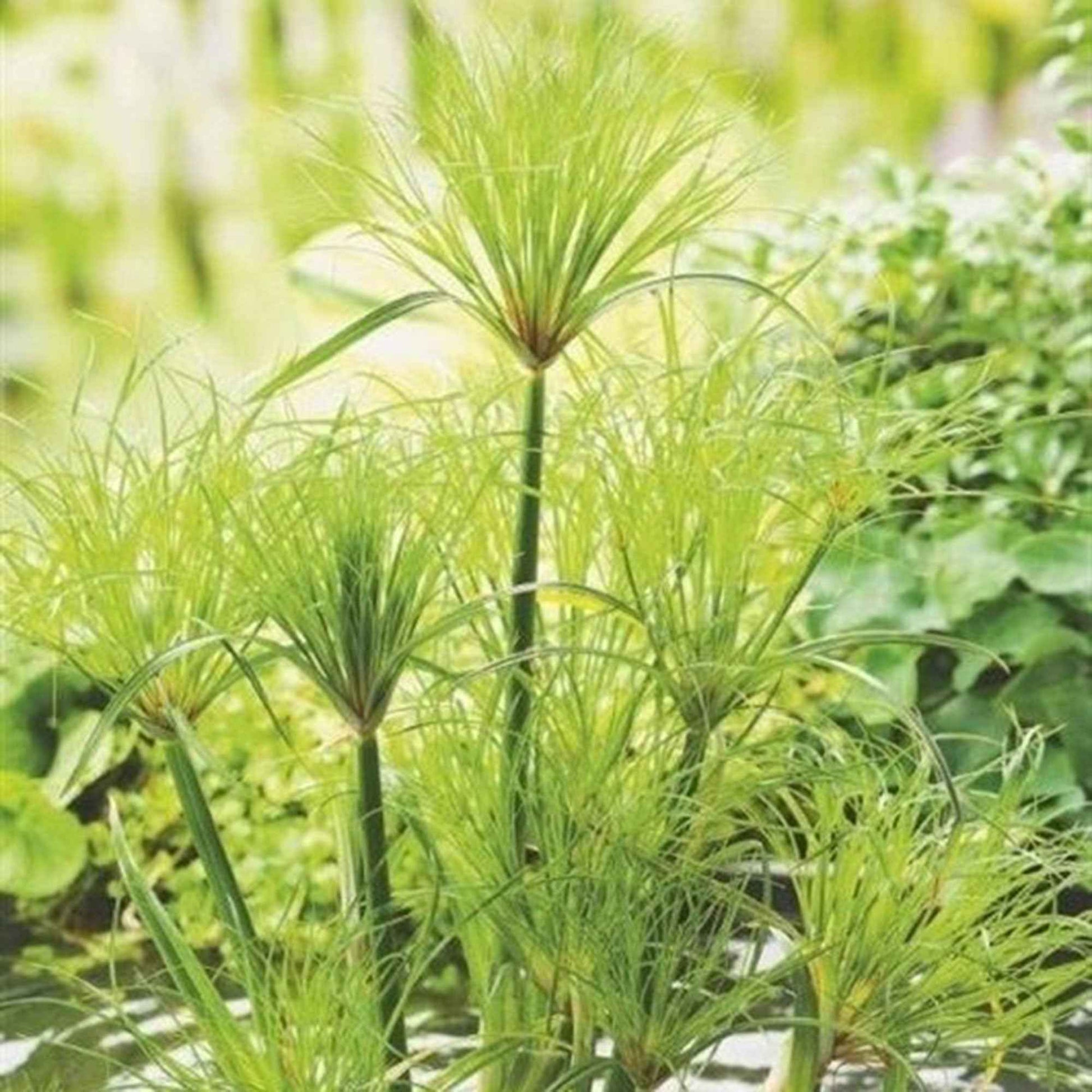 Papyrusplant Cyperus Percamenthus - Alle waterplanten