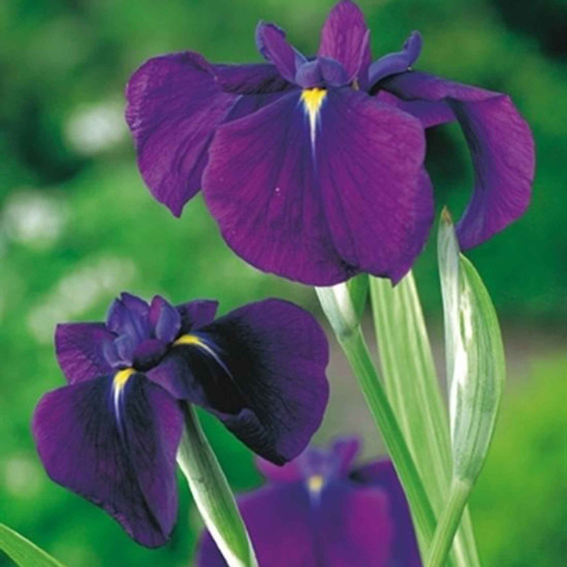 Japanse iris 'Variegata' paars - Alle waterplanten
