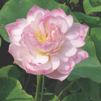 Lotus roze - Moderne vijver