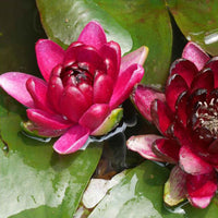 Waterlelie 'Black Princess' rood - Alle waterplanten