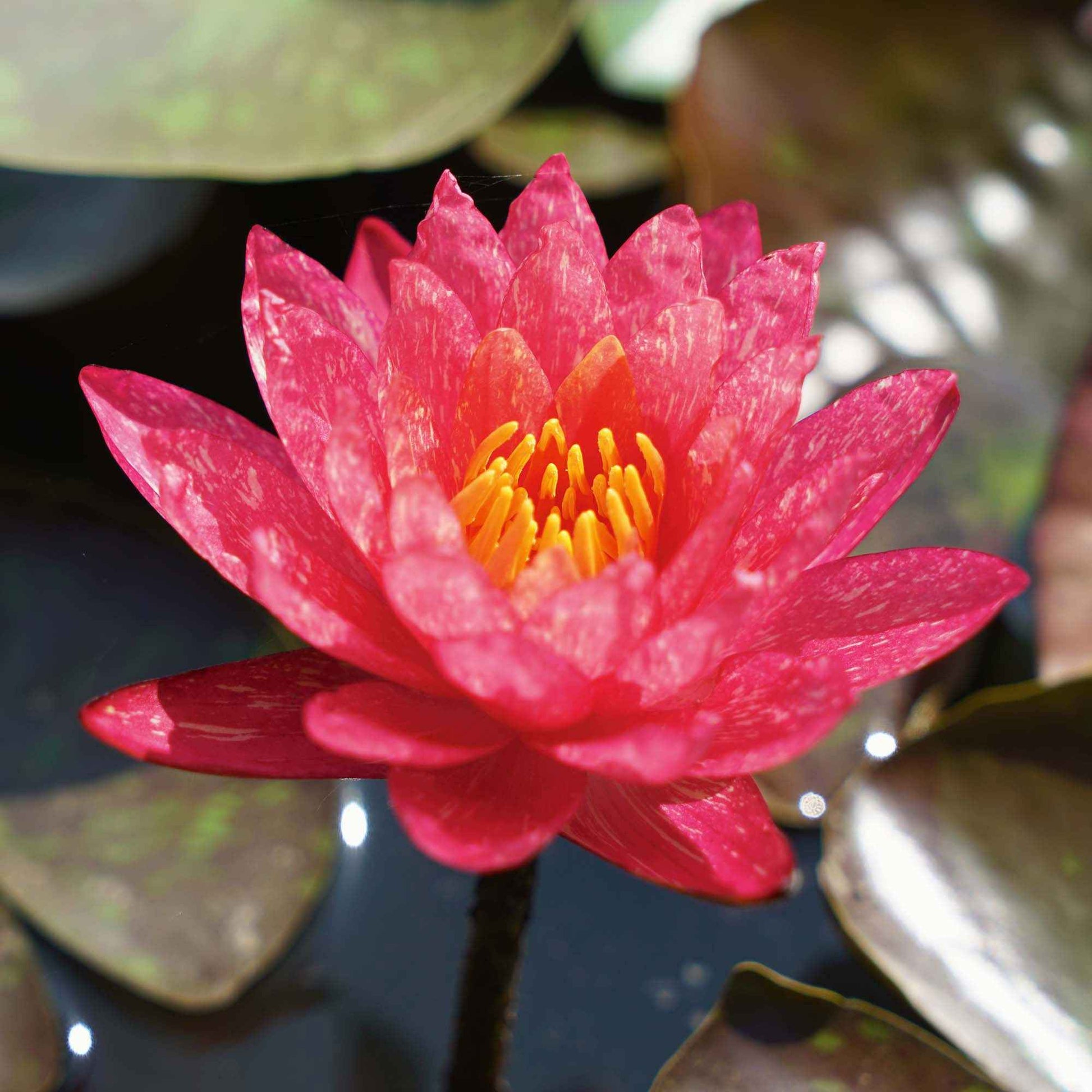 Waterlelie 'Wanvisa' roze-oranje - Natuurvijver