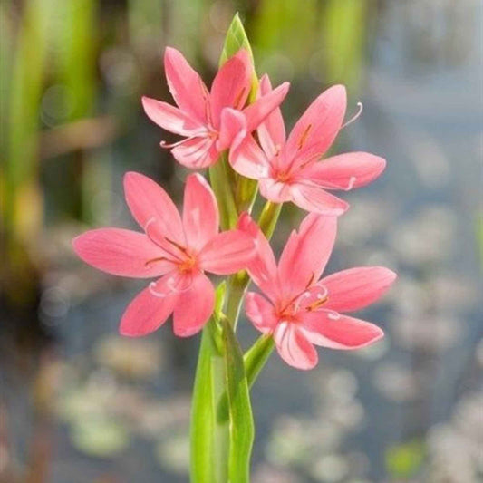 Moerasgladiool 'Mrs Hegarty' - Alle waterplanten