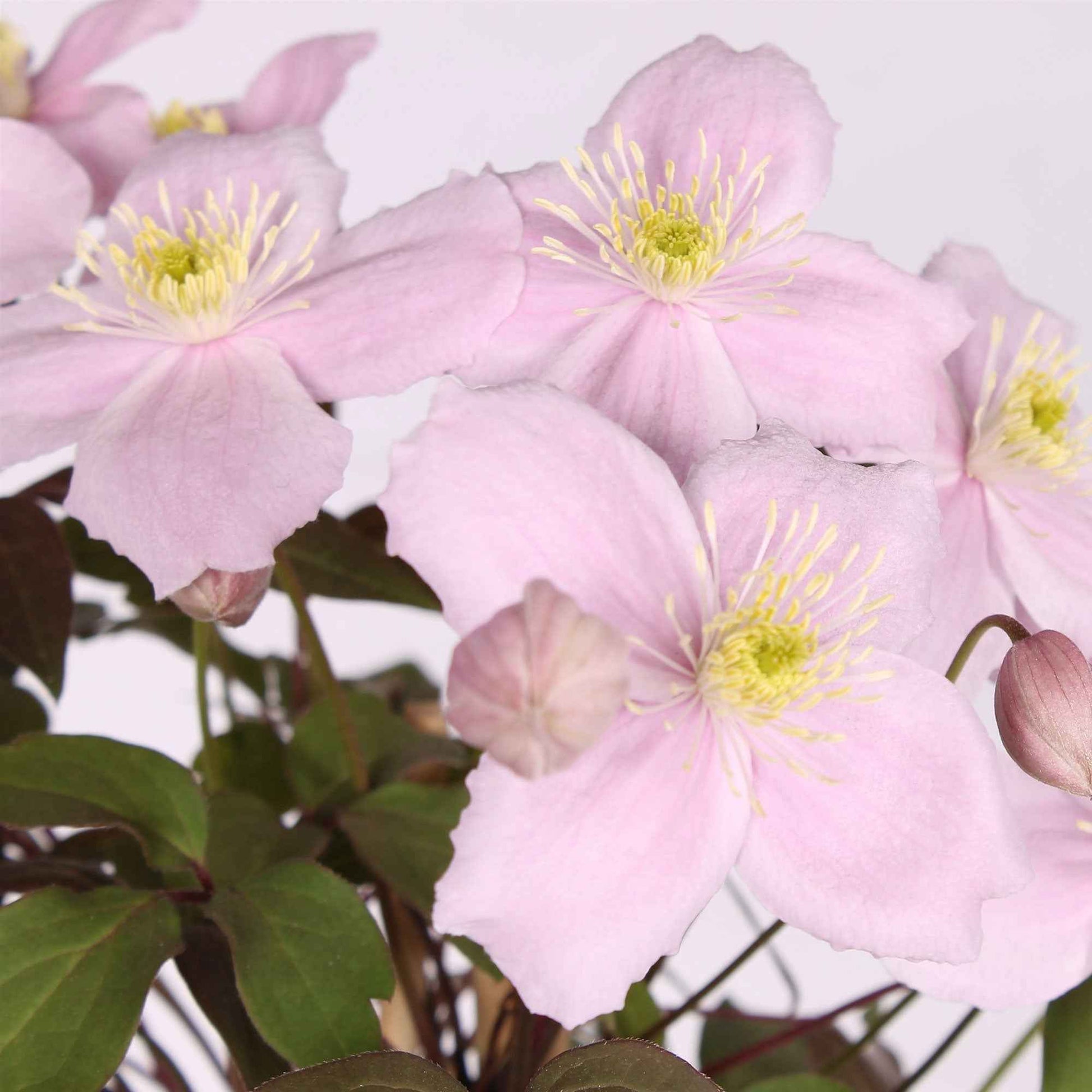 Clematis 'Fragrant Spring' roze - Winterhard - Heesters