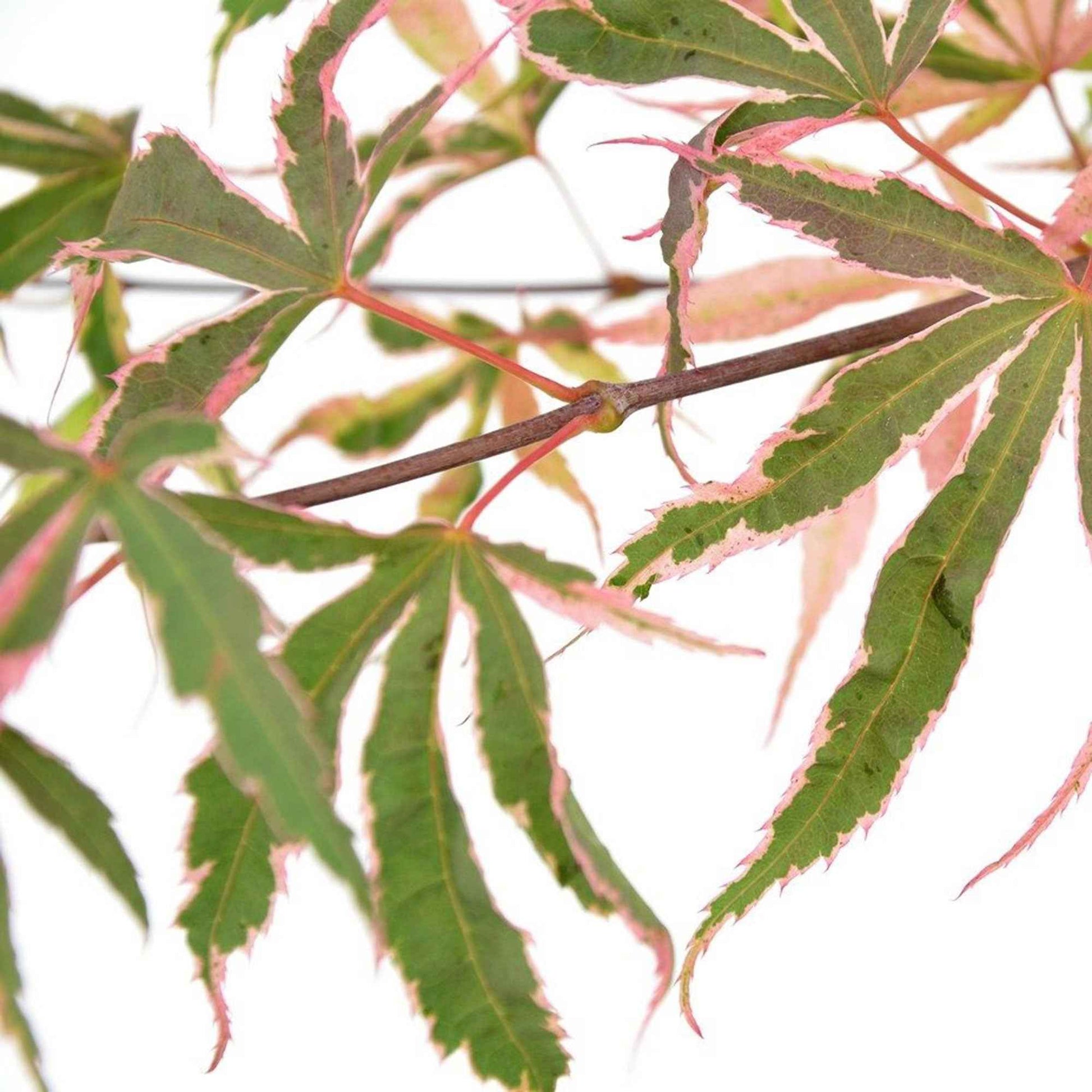 Japanse esdoorn Acer 'Shirazz' roze - Winterhard - Plant eigenschap