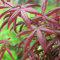 Japanse esdoorn Acer 'Starfish' rood - Winterhard - Plant eigenschap