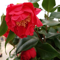 Camelia Camellia japonica 'Dr. King' roze - Winterhard - Bloeiende heesters