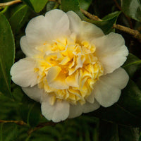 Camelia Camellia x Williamsii 'Jury’s Yellow' geel - Winterhard - Bloeiende heesters