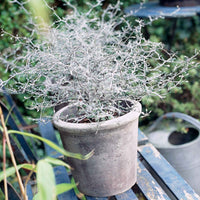 Zigzagstruik Corokia 'Silver Leaf' Groen - Winterhard - Plant eigenschap