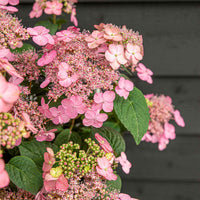 Berghortensia Hydrangea 'Pink Petticoat' Roze - Winterhard - Bloeiende tuinplanten