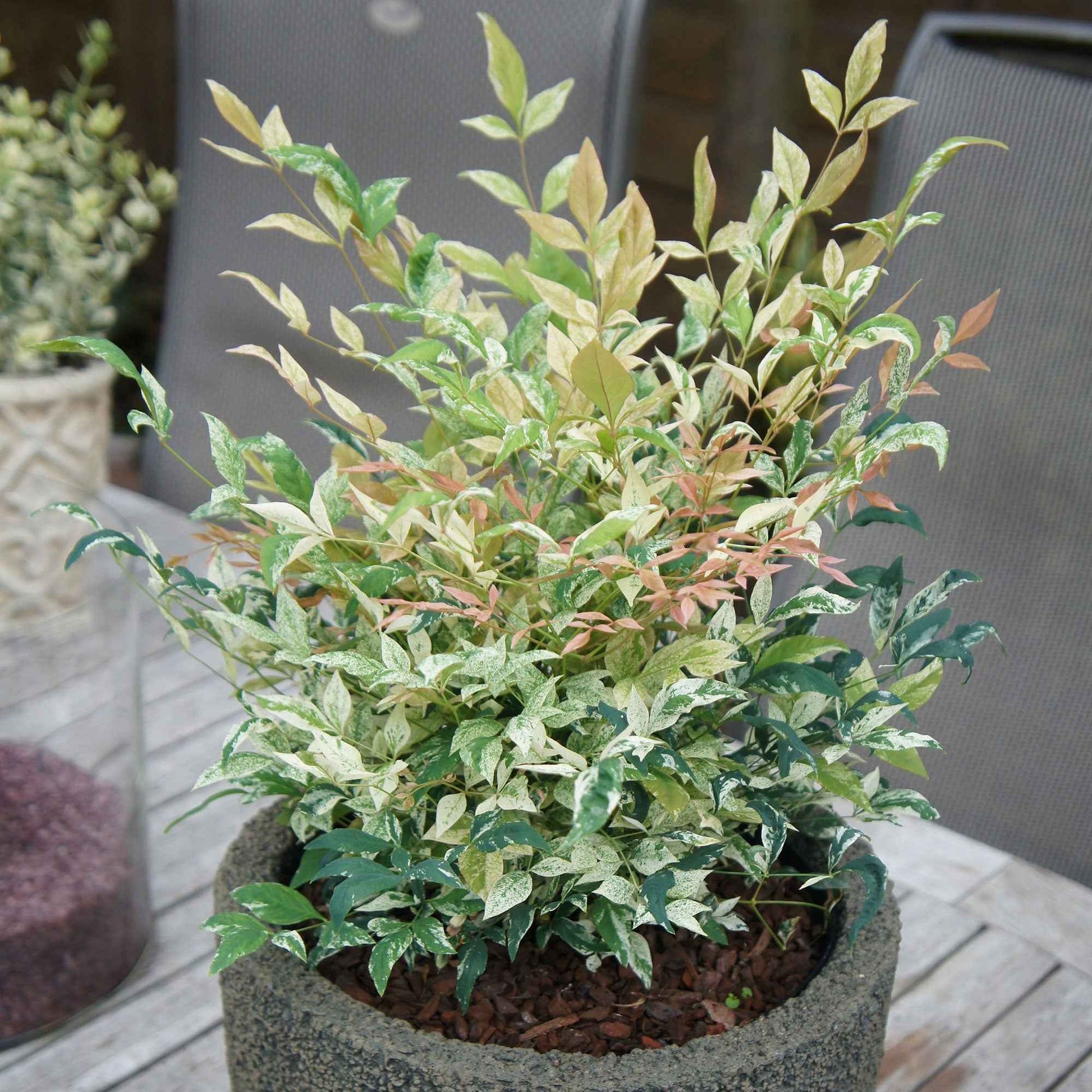 Hemelse Bamboe Nandina 'Twilight' roze-wit-groen - Winterhard - Winterharde planten
