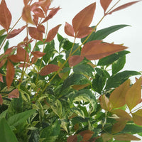 Hemelse Bamboe Nandina 'Twilight' roze-wit-groen - Winterhard - Plant eigenschap
