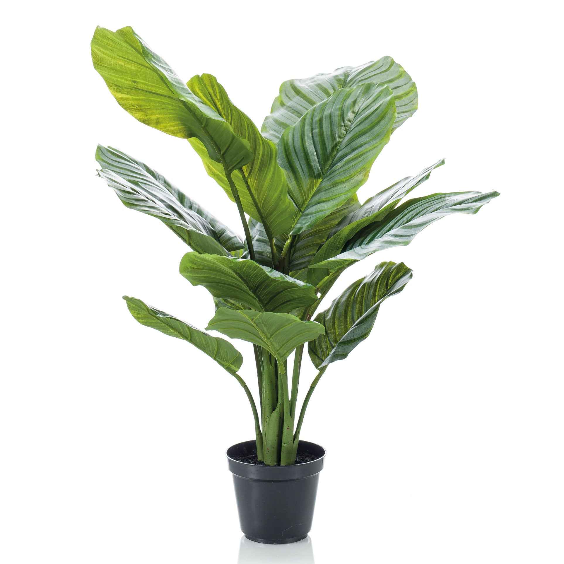 Kunstplant Calathea incl. sierpot zwart - Groene kunstplanten