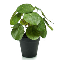 Kunstplant Pannenkoekplant Pilea incl. sierpot zwart - Groene kunstplanten