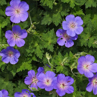 Ooievaarsbek Geranium 'Rozanne' - Biologisch blauw - Winterhard - Biologische tuinplanten