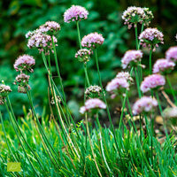 Bieslook Allium senescens - roze - Biologisch - Biologische tuinplanten