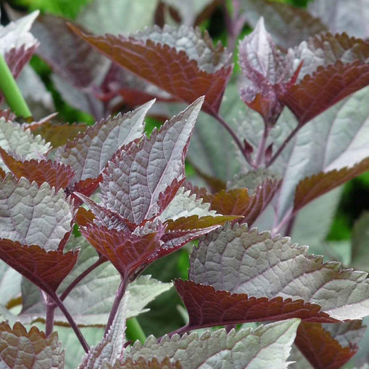 Leverkruid 'Chocolate' - Alle vaste tuinplanten