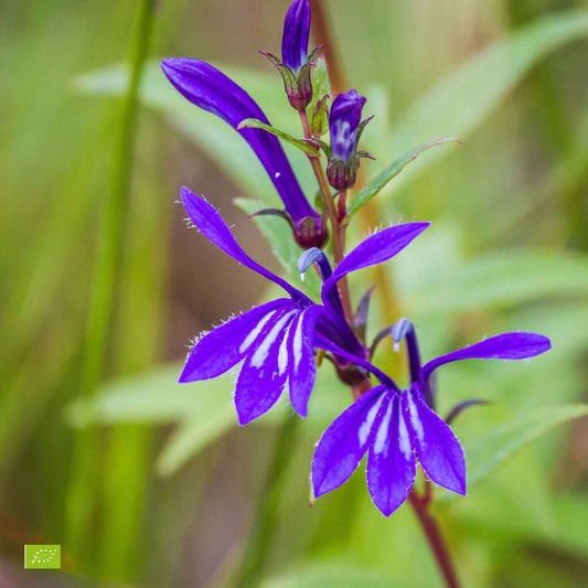 Waterlobelia - Alle vaste tuinplanten