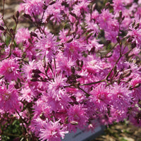 Echte koekoeksbloem Lychnis 'Petite Jenny' - Biologisch roze - Winterhard - Biologische tuinplanten