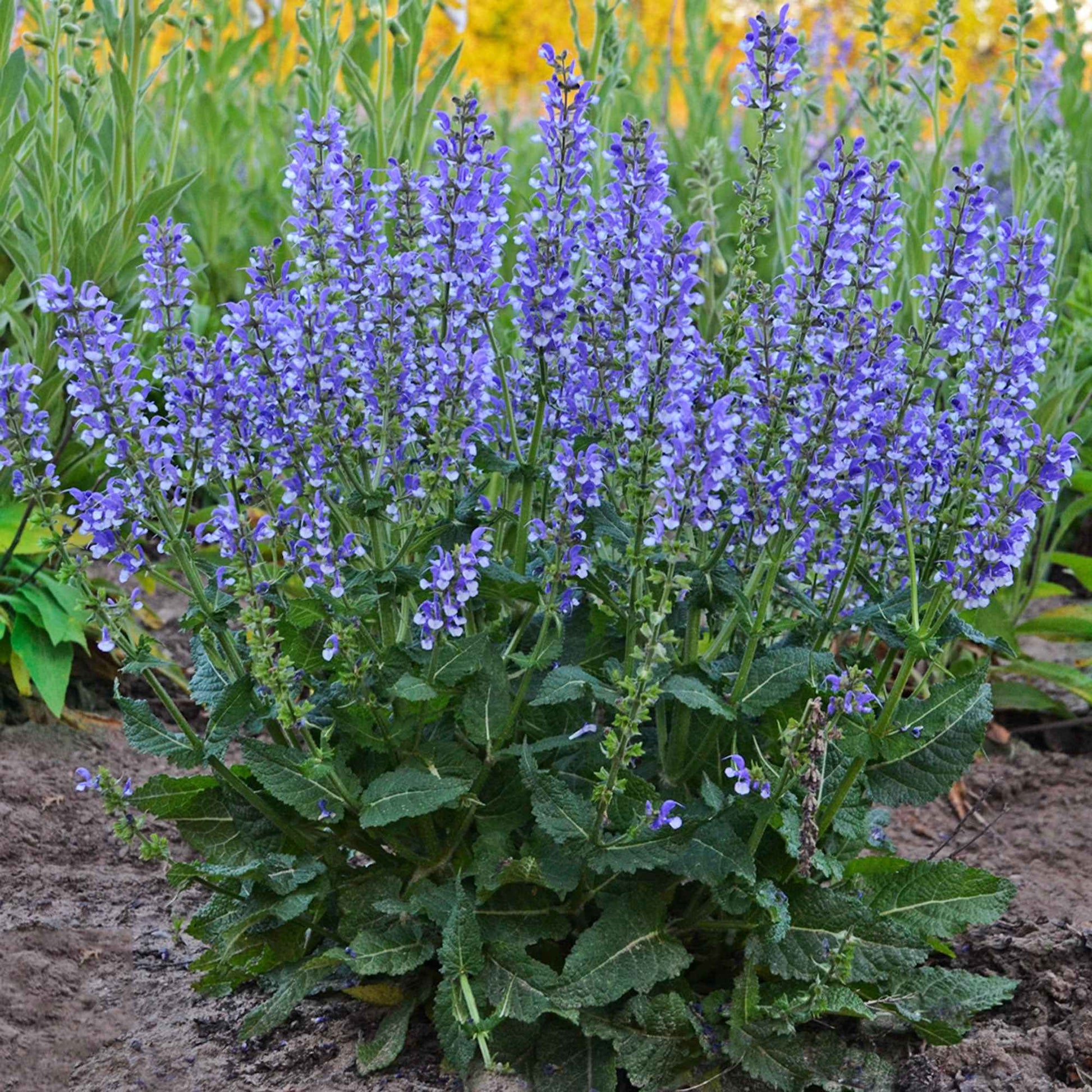 Veldsalie Salvia 'Azure Snow' - Biologisch blauw-wit - Winterhard - Biologische tuinplanten