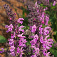 Veldsalie Salvia 'Pretty in Pink' - Biologisch roze - Winterhard - Alle vaste tuinplanten