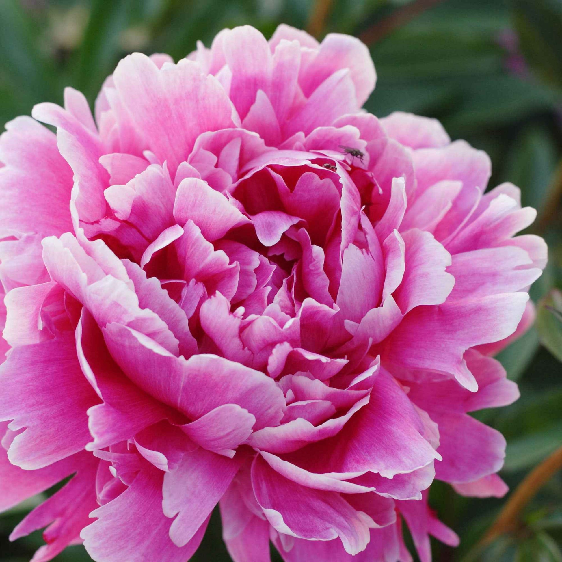 Pioenroos Paeonia 'Alexander Fleming' - Biologisch roze - Winterhard - Alle vaste tuinplanten